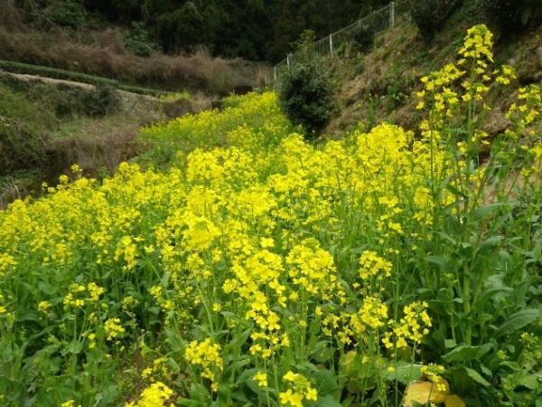 登山口近くには菜の花が咲き乱れ、春の雰囲気を充分に感じさせてくれました。